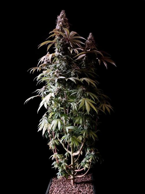 3M ⭕ Panama Red II. Week 16