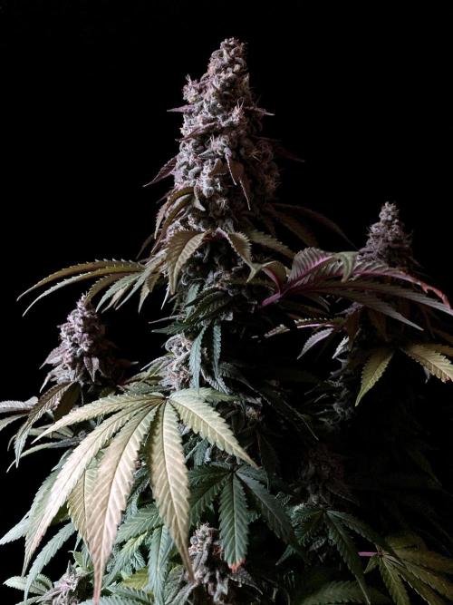 3M ⭕ Panama Red II. Week 16