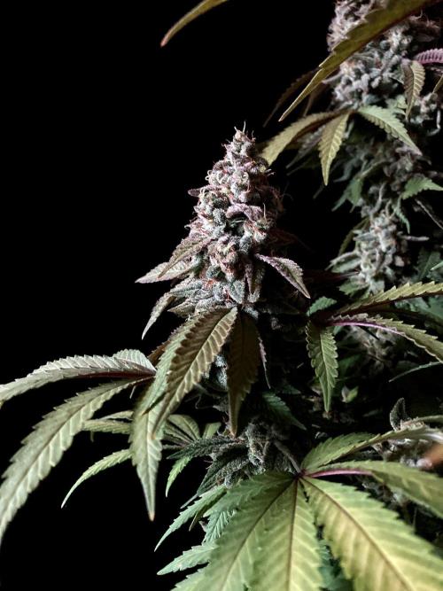 3M ⭕ Panama Red II. Week 16