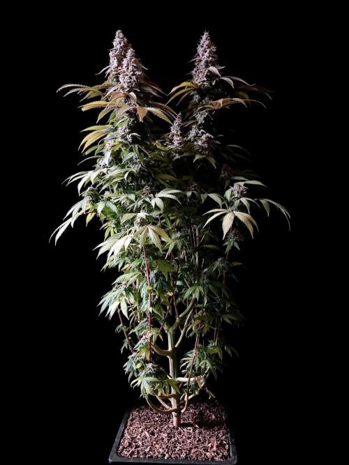 3M ⭕ Panama Red II. Week 16