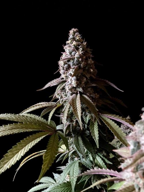 3M ⭕ Panama Red II. Week 16