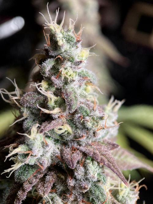 3M ⭕ Panama Red II. Week 16