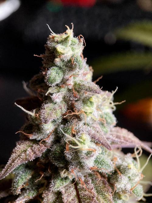 3M ⭕ Panama Red II. Week 16