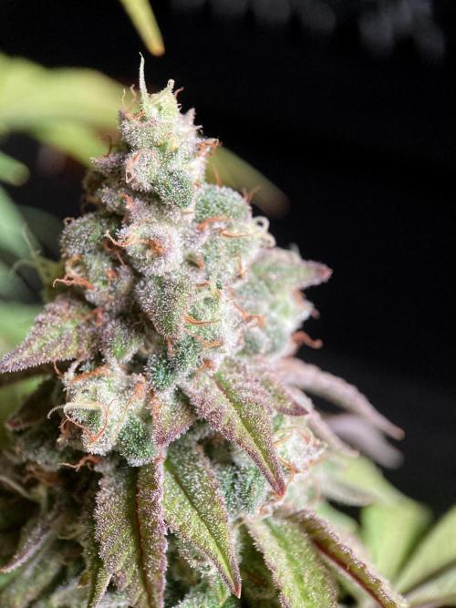 3M ⭕ Panama Red II. Week 16