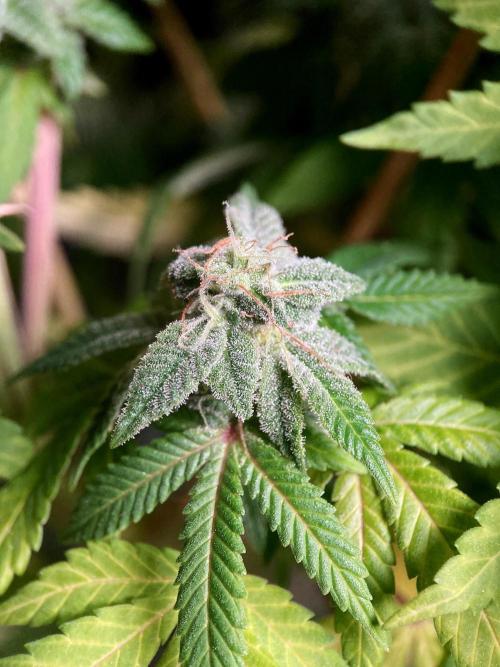 3M ⭕ Panama Red II. Week 16