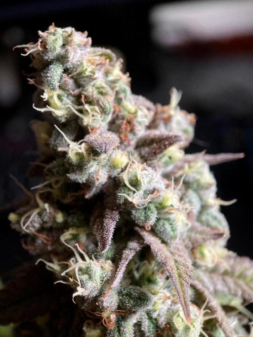 3M ⭕ Panama Red II. Week 16