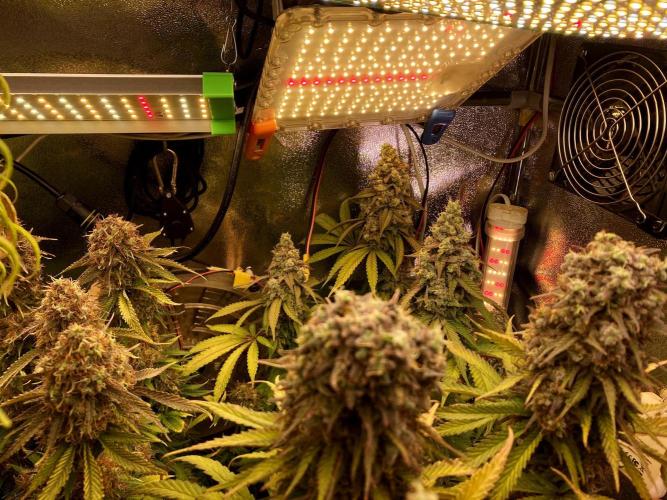 3M ⭕ Panama Red II. Week 16