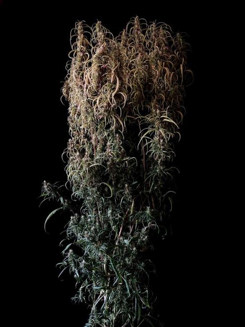 3M 🐵 Congo & x. Week 16