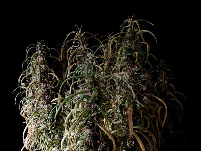 3M 🐵 Congo & x. Week 16