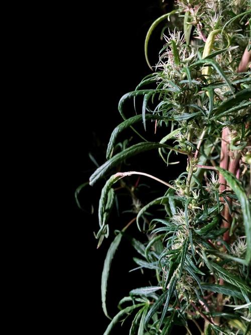 3M 🐵 Congo & x. Week 16