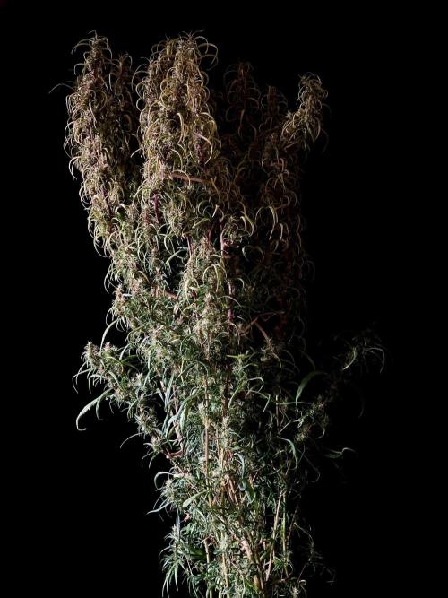 3M 🐵 Congo & x. Week 16