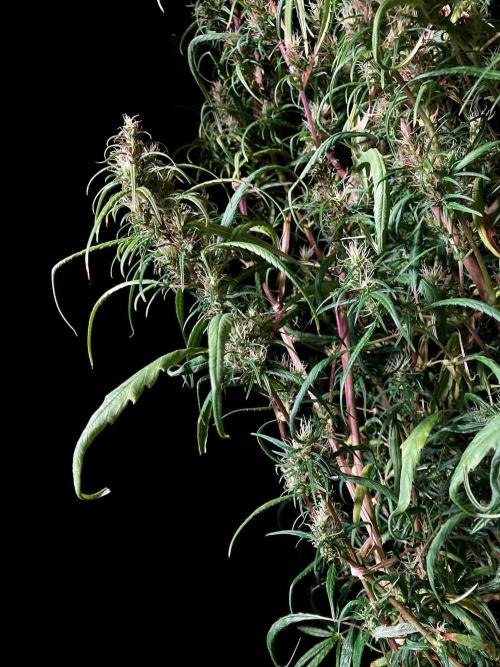 3M 🐵 Congo & x. Week 16