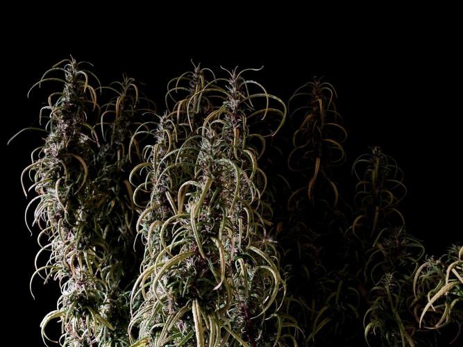 3M 🐵 Congo & x. Week 16