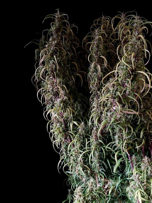 3M 🐵 Congo & x. Week 16