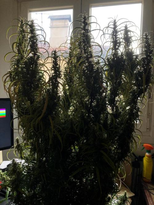 3M 🐵 Congo & x. Week 16