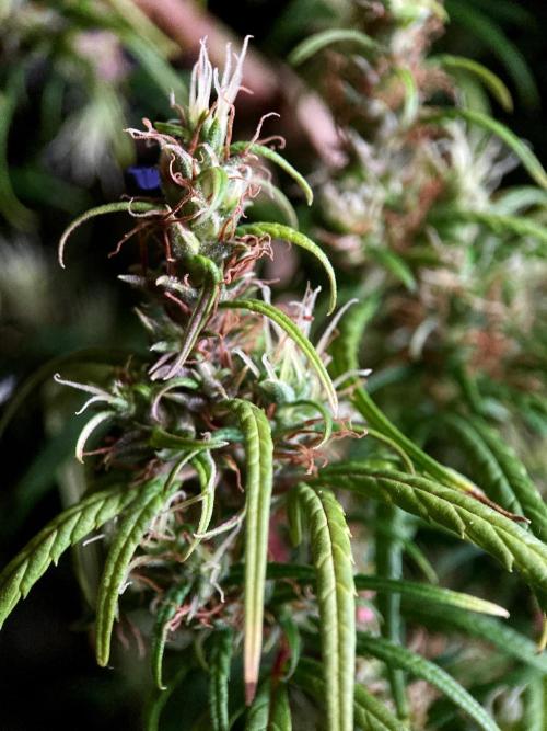 3M 🐵 Congo & x. Week 16