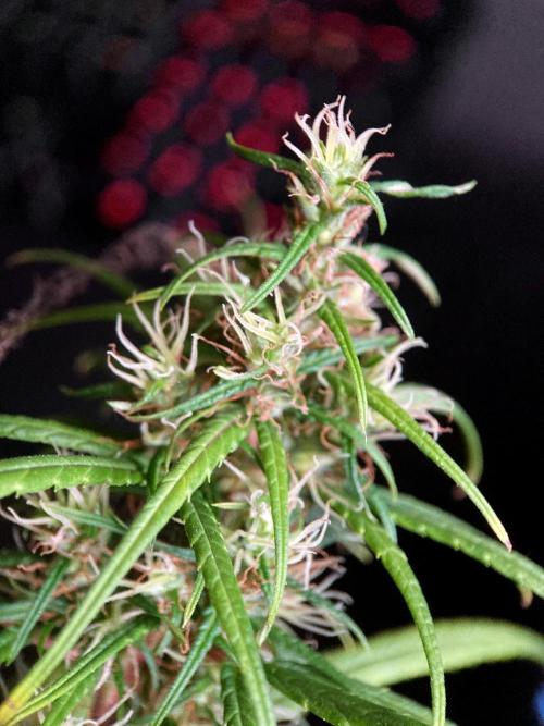 3M 🐵 Congo & x. Week 16