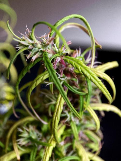 3M 🐵 Congo & x. Week 16