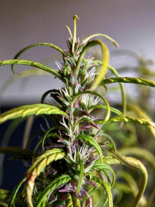 3M 🐵 Congo & x. Week 16