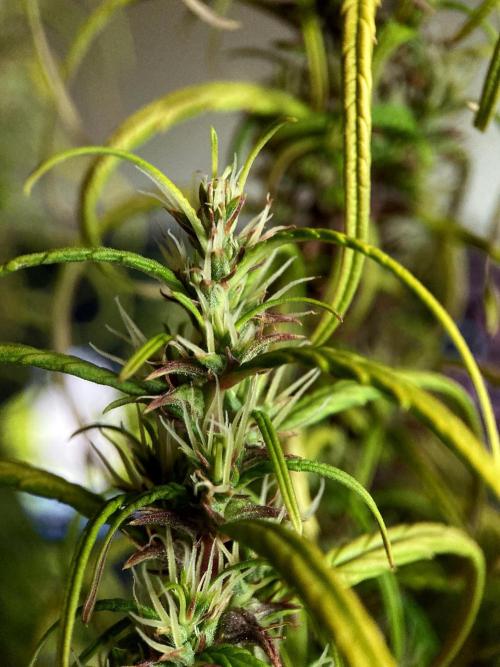 3M 🐵 Congo & x. Week 16