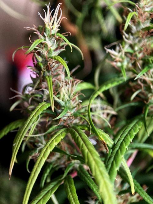 3M 🐵 Congo & x. Week 16