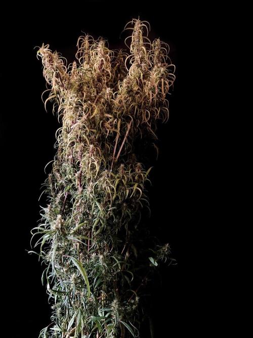 3M 🐵 Congo & x. Week 16