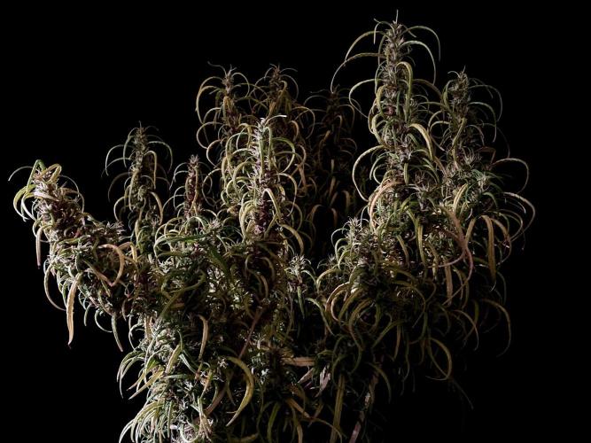 3M 🐵 Congo & x. Week 16