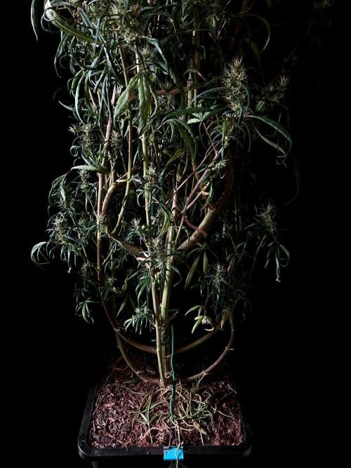 3M 🐵 Congo & x. Week 16