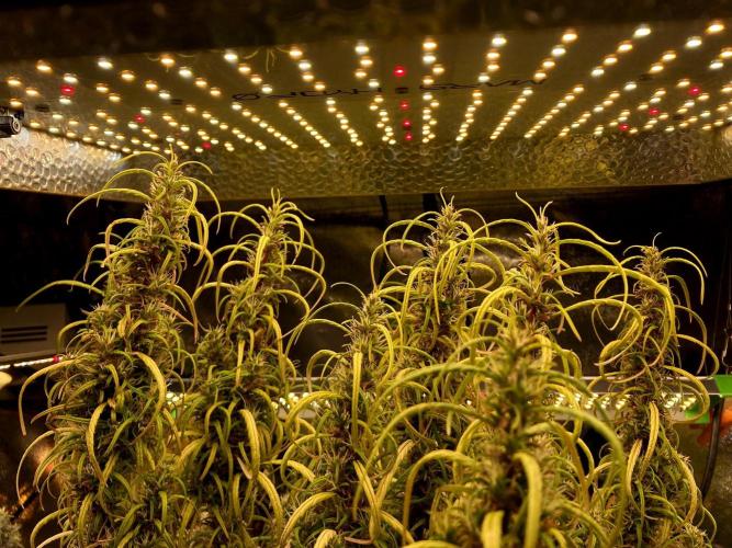 3M 🐵 Congo & x. Week 16