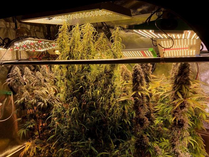 3M 🐵 Congo & x. Week 16