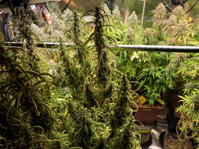 3M 🐵 Congo & x. Week 16