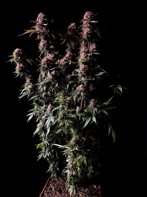 3M 🔥 Txerri Bilbo Haze. Week 16