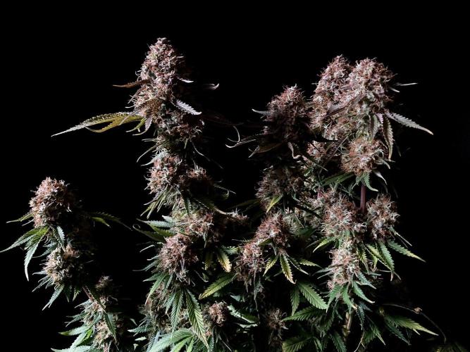 3M 🔥 Txerri Bilbo Haze. Week 16