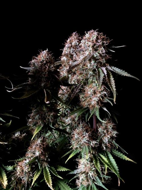 3M 🔥 Txerri Bilbo Haze. Week 16