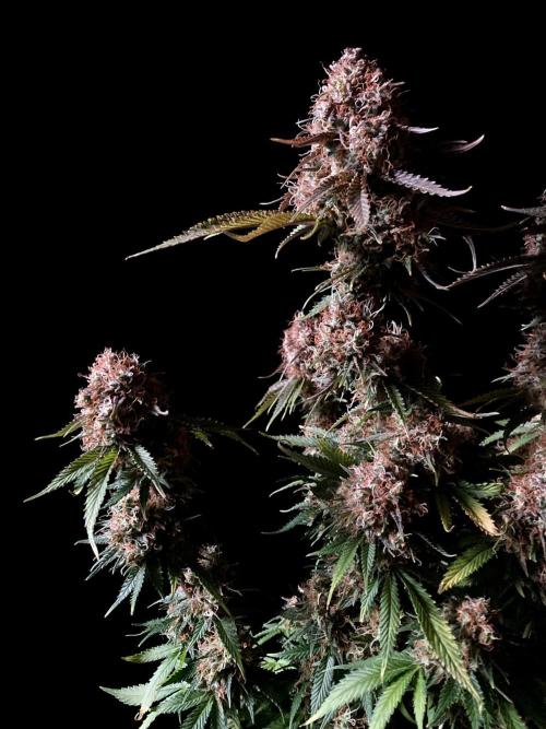 3M 🔥 Txerri Bilbo Haze. Week 16