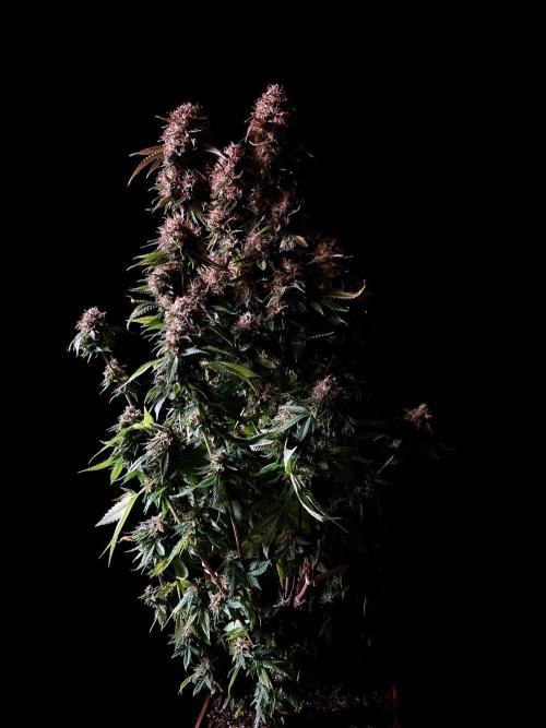 3M 🔥 Txerri Bilbo Haze. Week 16