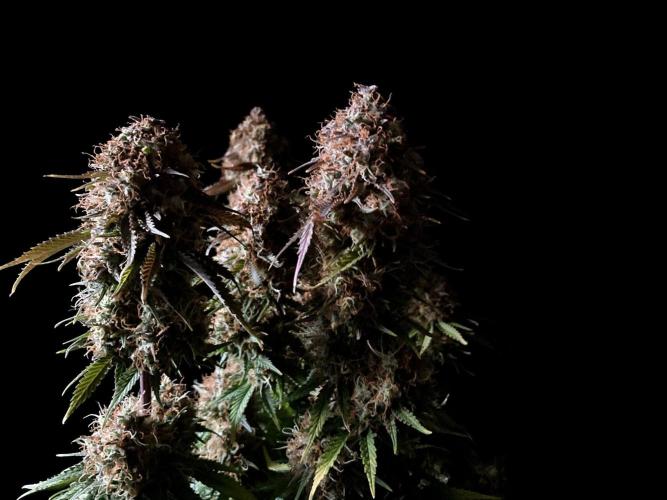 3M 🔥 Txerri Bilbo Haze. Week 16