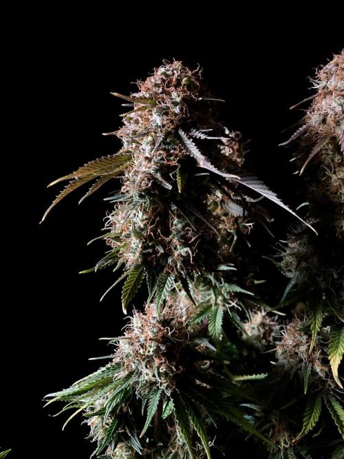 3M 🔥 Txerri Bilbo Haze. Week 16