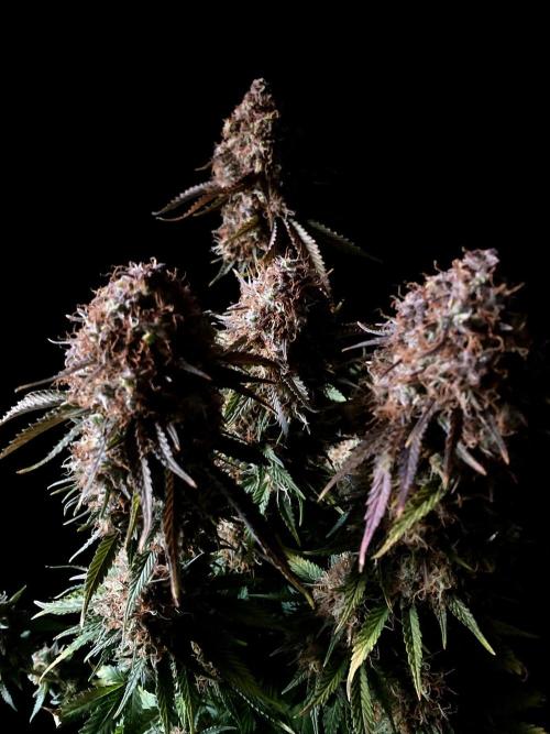 3M 🔥 Txerri Bilbo Haze. Week 16