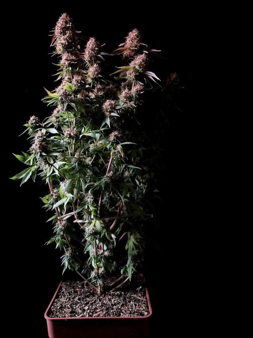 3M 🔥 Txerri Bilbo Haze. Week 16