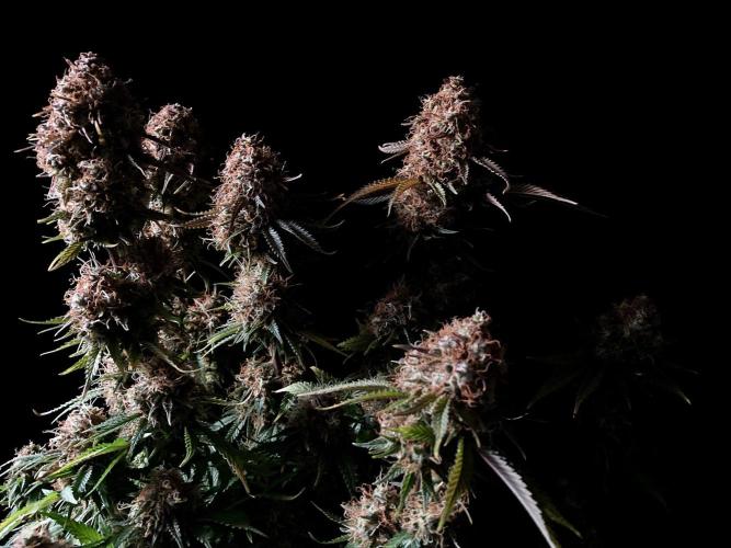 3M 🔥 Txerri Bilbo Haze. Week 16