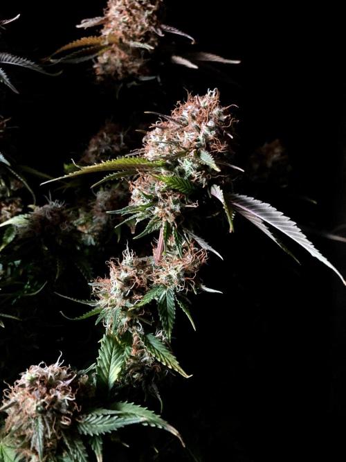 3M 🔥 Txerri Bilbo Haze. Week 16