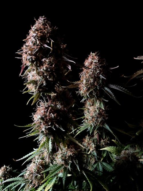 3M 🔥 Txerri Bilbo Haze. Week 16