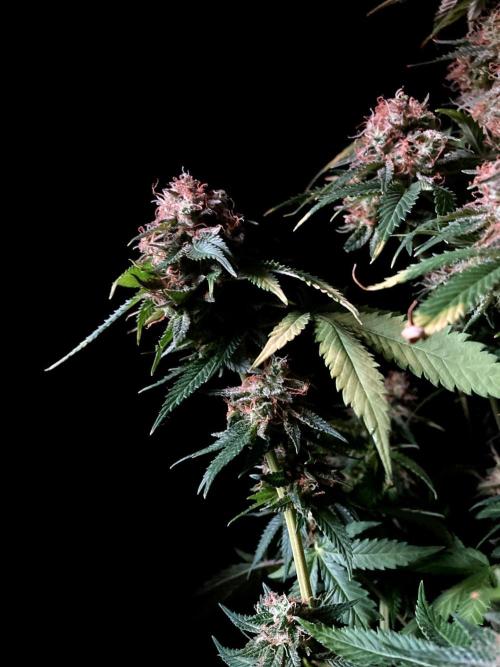 3M 🔥 Txerri Bilbo Haze. Week 16