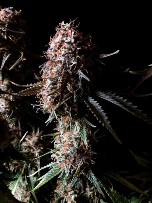 3M 🔥 Txerri Bilbo Haze. Week 16