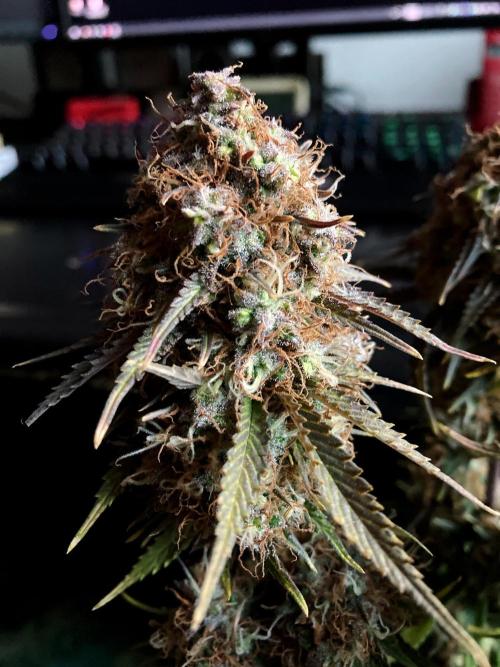 3M 🔥 Txerri Bilbo Haze. Week 16