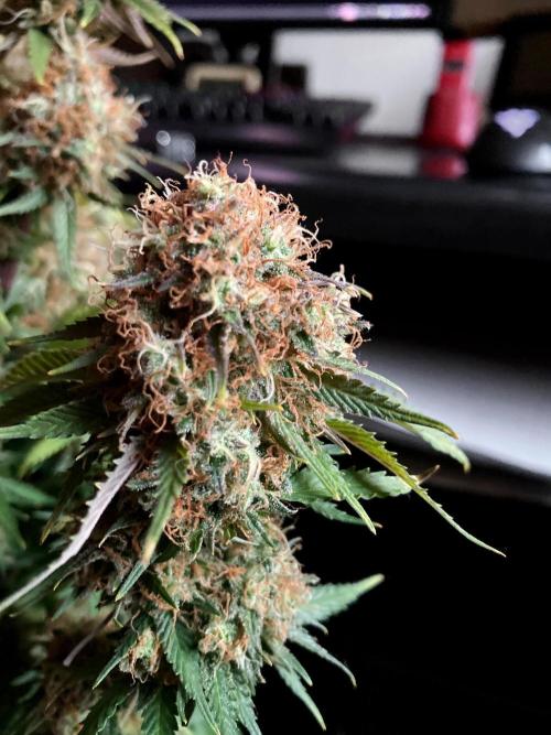 3M 🔥 Txerri Bilbo Haze. Week 16