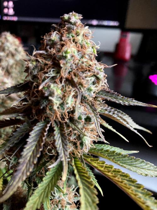 3M 🔥 Txerri Bilbo Haze. Week 16