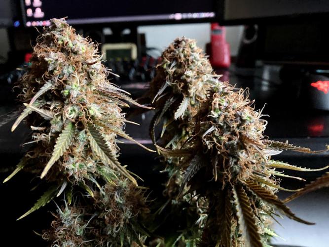 3M 🔥 Txerri Bilbo Haze. Week 16