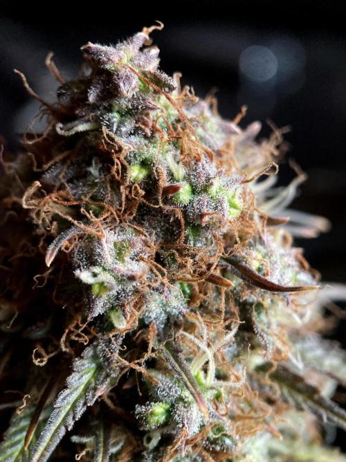 3M 🔥 Txerri Bilbo Haze. Week 16